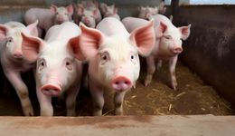 牧原股份苦熬猪周期，河南首富三年身家跌没1000亿