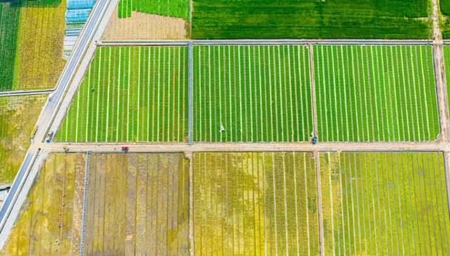 较去年提前2天 都江堰灌区在芒种节顺利“关秧门”