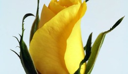 特別策劃｜玫瑰不只一種女性色彩