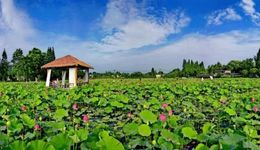 清涼一夏都江堰 | 田園天馬，“荷”你有約！