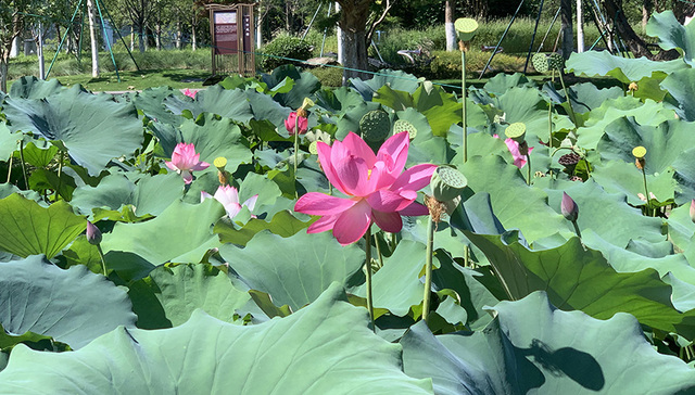夏日顶流！宁波这几个地方的荷花正渐入佳境