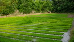 托底性幫扶項(xiàng)目上新|川投信產(chǎn)數(shù)字認(rèn)養(yǎng)項(xiàng)目正式上線