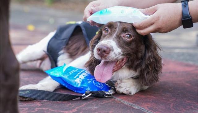 宠物用品,季节性消费,