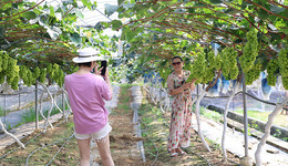 熱鬧開園，二河村這片葡萄園長出鄉(xiāng)村振興新模樣
