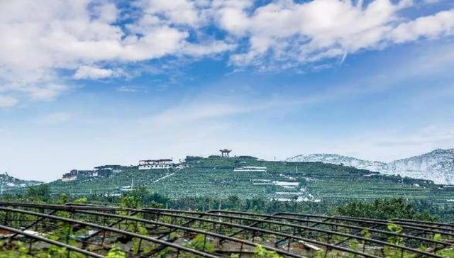 平度大泽山 葡萄盛宴欢！第38届大泽山葡萄节9月7日开幕