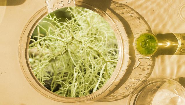 生物科技,诺贝尔奖,日化