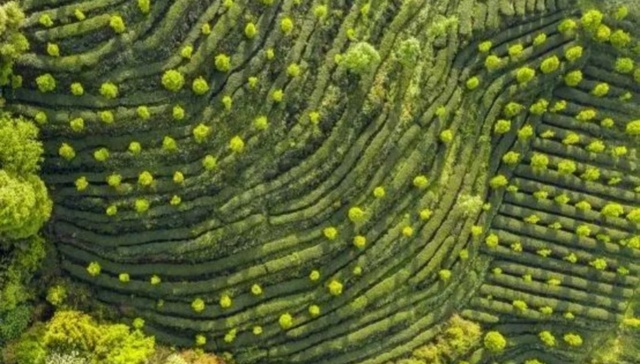 点赞！都江堰市这12个品牌入选2024成都市农业品牌目录