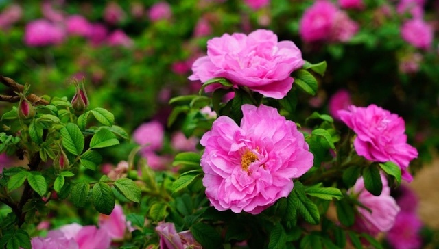 时评 | 一朵玫瑰驱动产业现代化的“平阴思路”