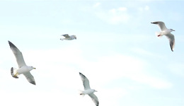 報告！第一批海鷗已抵達青島