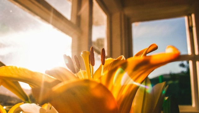 文化,女性,读书