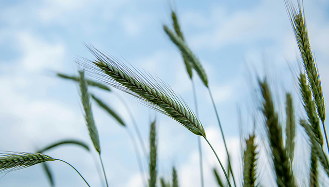 2024年石家庄市农产品质量安全典型案例