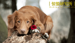 被催婚的年輕人，開始給寵物“包辦愛情”