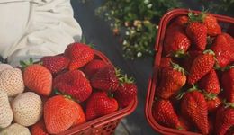 草莓控狂歡！欒城區(qū)第二十三屆草莓采摘季即將甜蜜開啟