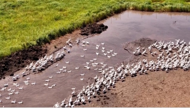 黑龙江如何做好“畜牧+”增值大文章？