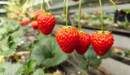 摘草莓 品咖啡 逛水鎮(zhèn) 賞非遺——莓香滿園 樂享欒城 欒城區(qū)第二十三屆草莓采摘季活動精彩開幕