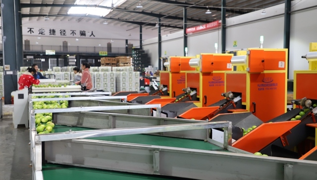 从农田到门店的超级供应链，成都青白江赋能蜜雪冰城全球扩张