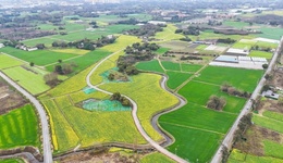 春日限定！郫都油菜花海的“追花”攻略