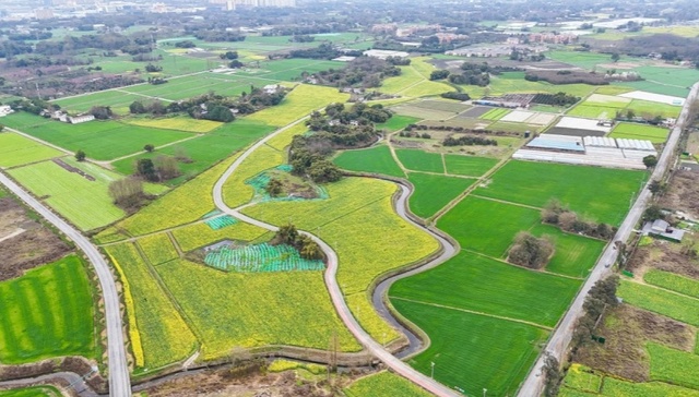 春日限定！郫都油菜花海的“追花”攻略