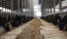 陽(yáng)信縣肉牛產(chǎn)業(yè)破局：政策扶持與數(shù)智化轉(zhuǎn)型引領(lǐng)鄉(xiāng)村振興