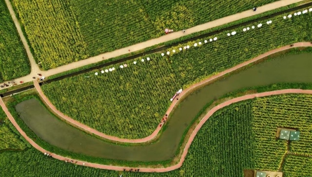 搞活“花经济”，四川有啥新“花”样？