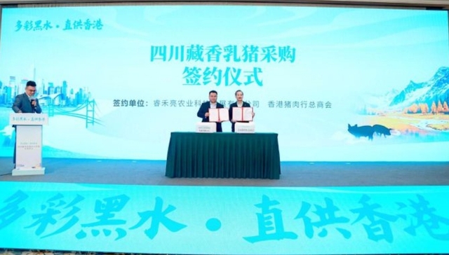 四川藏香乳猪首次供港，首批1000头启程