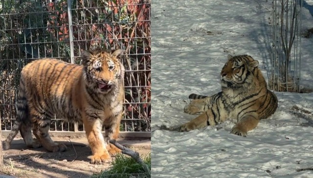 冰城“萌虎”出圈记：从“猛兽追星”看城市IP打造