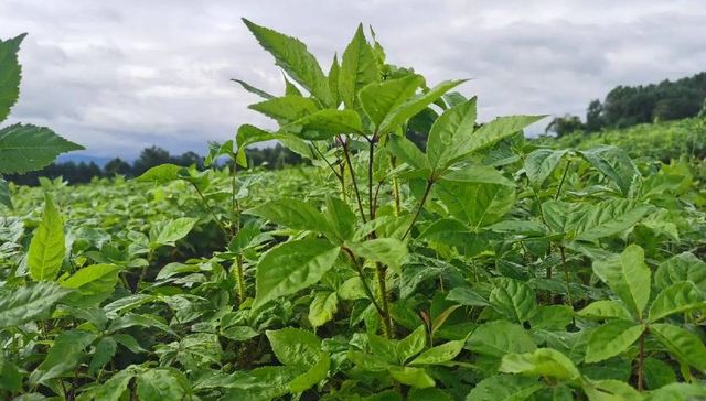 黑龙江：聚力建成全国最大的刺五加生产加工销售基地