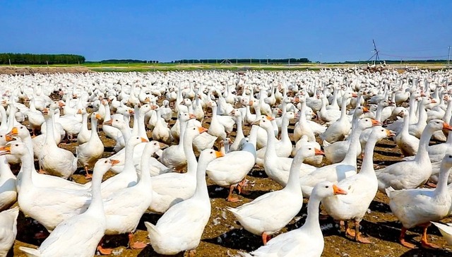 “杜尔伯特草原鹅”如何链出大产业？