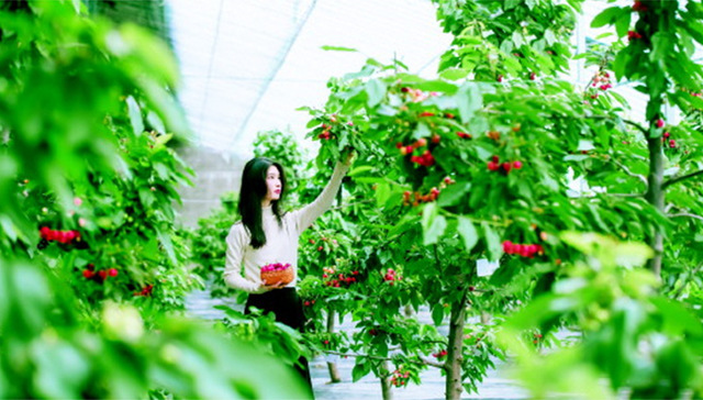 日照市五莲现代特色农业能级跃升