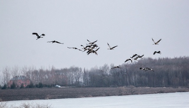 国家一级保护鸟类白枕鹤落脚迎春林区