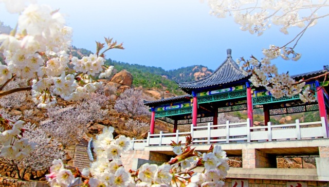 时评 | 一朵花撬动一座城：青岛赏花经济焕发蓬勃生机