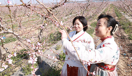 河北故城：大運河畔“桃花之約”繪就農(nóng)文旅新圖景