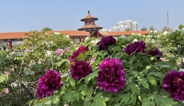 相約春風姹紫嫣紅！2025菏澤牡丹節(jié)會開幕在即