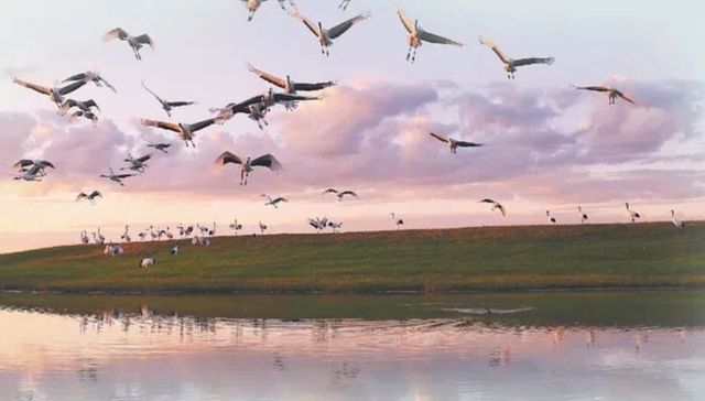 城市酷评｜齐齐哈尔：铁骨藏鹤影，烟火暖北疆