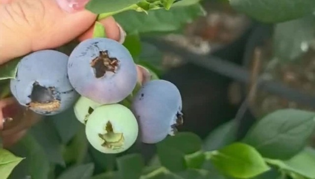 牡丹江：把准特色产业“致富脉”，开出“良方”促增收