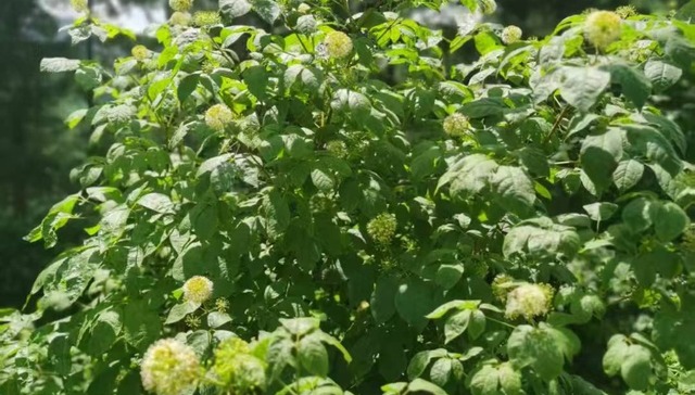 经济观察 |“寒地黄金”刺五加逆袭记：从土味药材到千亿潮牌