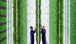 130亿，孙正义独角兽Plenty破产