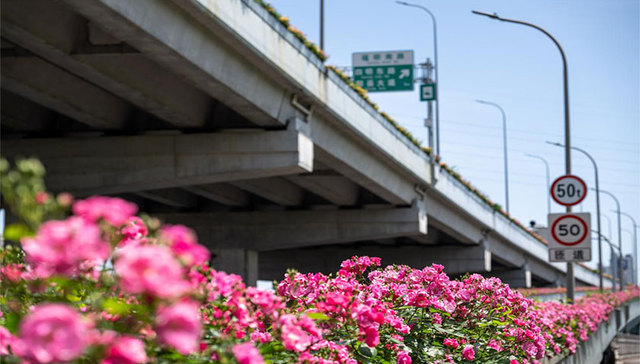以 “绣花” 功夫 扮靓城市高架 ，甬城高架月季花廊即将全面盛放