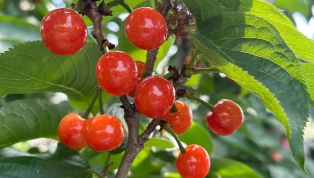 120张门票免费送！这个“五一”，在成都实现“恩桃er”自由！