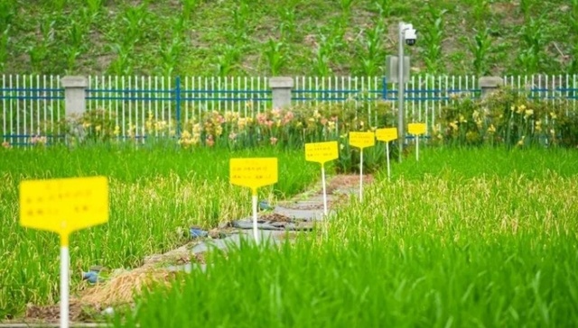 两年攻关！都江堰灌区这项研究破解农业面源污染难题