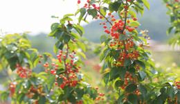 時評 | 一抹櫻紅三十載，嶗山鄉(xiāng)村振興“紅了”