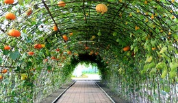 人才、技术、设施齐驱动 捧稳蔬菜产业园区“金饭碗”