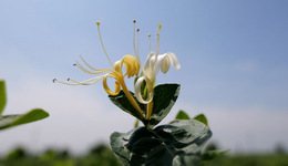 以嶺藥業(yè)：打造金銀花規(guī)范化種植基地 助力農(nóng)民增收致富