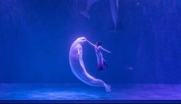 端午哈爾濱暴走指南：撞雞蛋×玩索道×看白鯨秀，傳統(tǒng)新潮一站嗨翻！