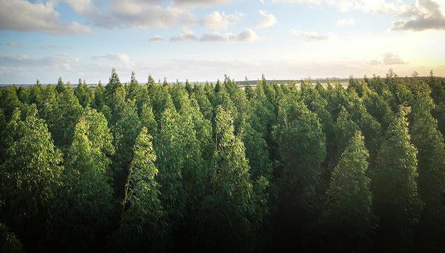 河北省林科院科技引擎助推三北工程攻坚战