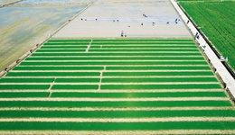 科技賦能種好田 “永遠(yuǎn)豐收”有門道