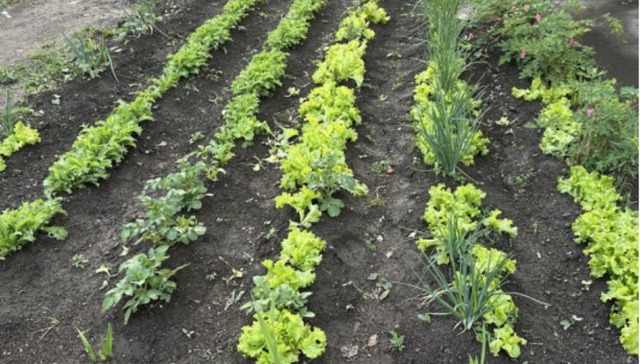 观察 | 都市农耕的多维生长轨迹