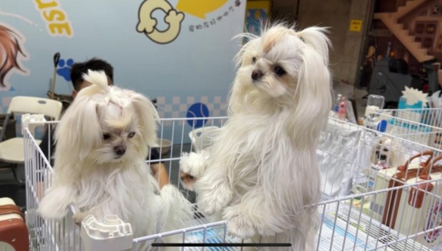 宠物嘉年华：解锁“它经济”多元新密码