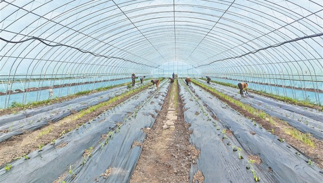 “闲置棚”变“致富棚”