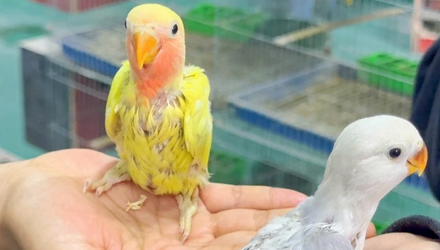 明水县发展特色养殖项目助力农户增收